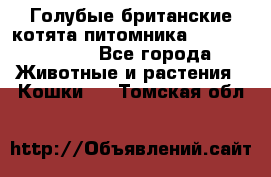 Голубые британские котята питомника Silvery Snow. - Все города Животные и растения » Кошки   . Томская обл.